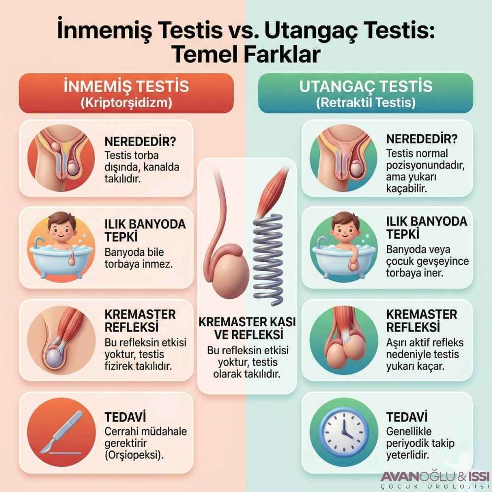 Utangaç testis Kadınlar Kulübü